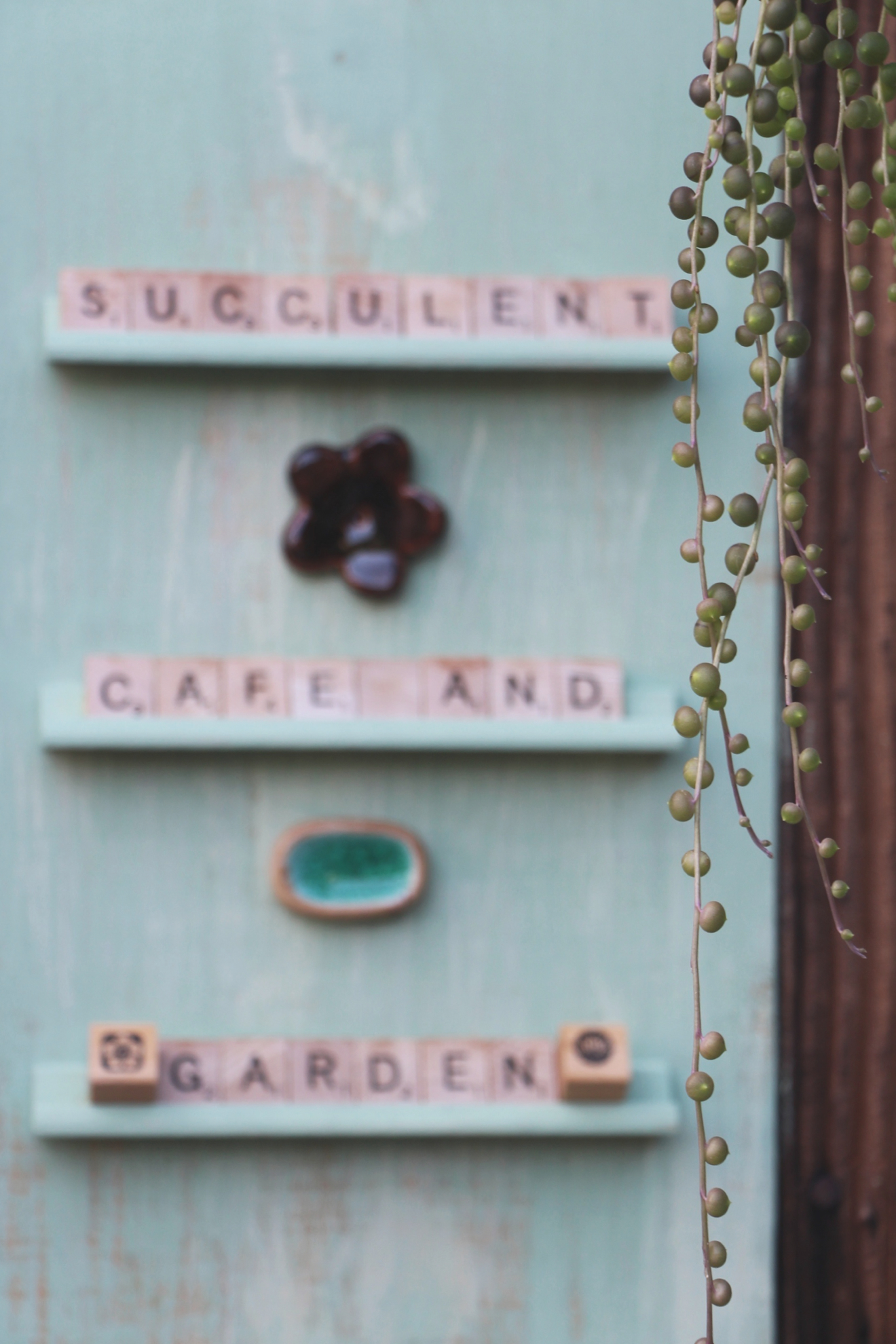 Succulent Cafe Oceanside via Needles + Leaves